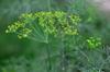 next photo: flowering dill
