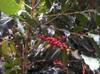 next photo: coffee berries