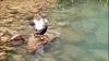 next photo: a duck in Lanxi stream