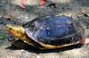 next photo: Chinese box turtle, Yellow-margined box turtle 食蛇龜 (shì shé guī 