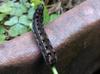 next photo: 斜紋夜蛾 caterpillar