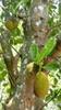 young jackfruit 菠蘿蜜 (bō luó mì) Artocarpus heterophyllus