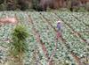 next photo: Pesticide heavy cabbage cultivation