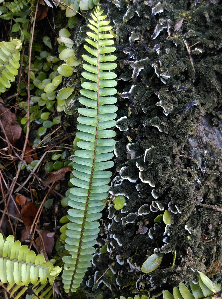 Nanao trail 南澳古道 IMAG5248