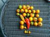 Solanum colors