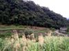 next photo: tea farms near 坪林