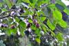 next photo: tamarillos 樹番茄 (shù fān qié) Solanum betaceum