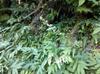 next photo: Formosan elder, begonia, unidentified white flowering plant