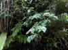 next photo: 紅子Formosan Viburn (Viburnum formosanum Hayata) um 或是呂宋莢蒾 Philippines Viburnum (Viburnum luzonicum Rolfe)