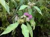 杜虹花（台灣紫珠） Formosan Beautyberry (Callicarpa formosana Rolfe var. formosana)