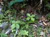 next photo: Oldham Chlorantus 台灣及己 Chloranthus oldhami Solms.