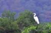 next photo: Great egret