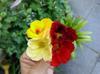 next photo: nasturtium flowers in different colors