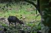 next photo: Barking deer 台灣山羌 (tái wān shān qiāng) Muntiacus reevesi