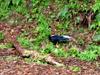 male Swinhoe's Pheasant 藍腹鷳 (lán fù xián) Lophura swinhoii