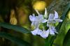 next photo: White ginger lily 野薑花 (yě jiāng huā) Hedychium coronarium