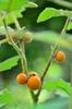 next photo: Naranjilla (tomato family) 奎東茄 (kuí dōng qié) Solanum quitoense fruit