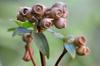 next photo: dried Malabar melastome (rhododendron) 野牡丹 (yě mǔ dān) Melastoma malabathricum pods