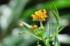 butterfly weed (species of milkweed) 柳葉馬利筋 (liǔ yè mǎ lì jīn) Asclepias tuberosa flower