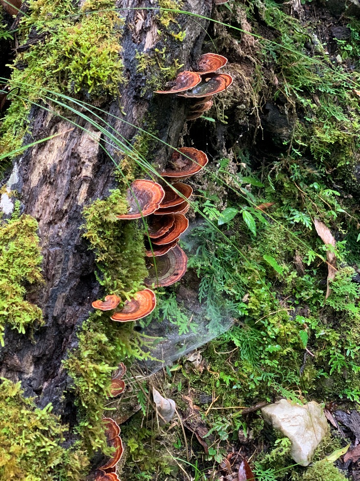 Xinkang hike 新康橫斷線 IMG_7349-fungus