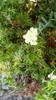 next photo: ox-eye daisy 法國菊 (fà guó jú) Leucanthemum vulgare