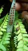 next photo: fern stomata