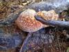 next photo: mushroom