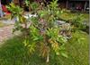 next photo: Guava 芭樂 (bālè), 番石榴 (fān shíliú) Psidium guajava, a small tree in the myrtle family