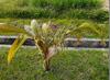 next photo: Formosa palm, Taiwan sugar palm 山棕 (shān zōng) Arenga engleri in the family Arecaceae