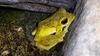 next photo: male Japanese Buerger's frog 日本樹蛙 (rì běn shù wā) Buergeria japonica