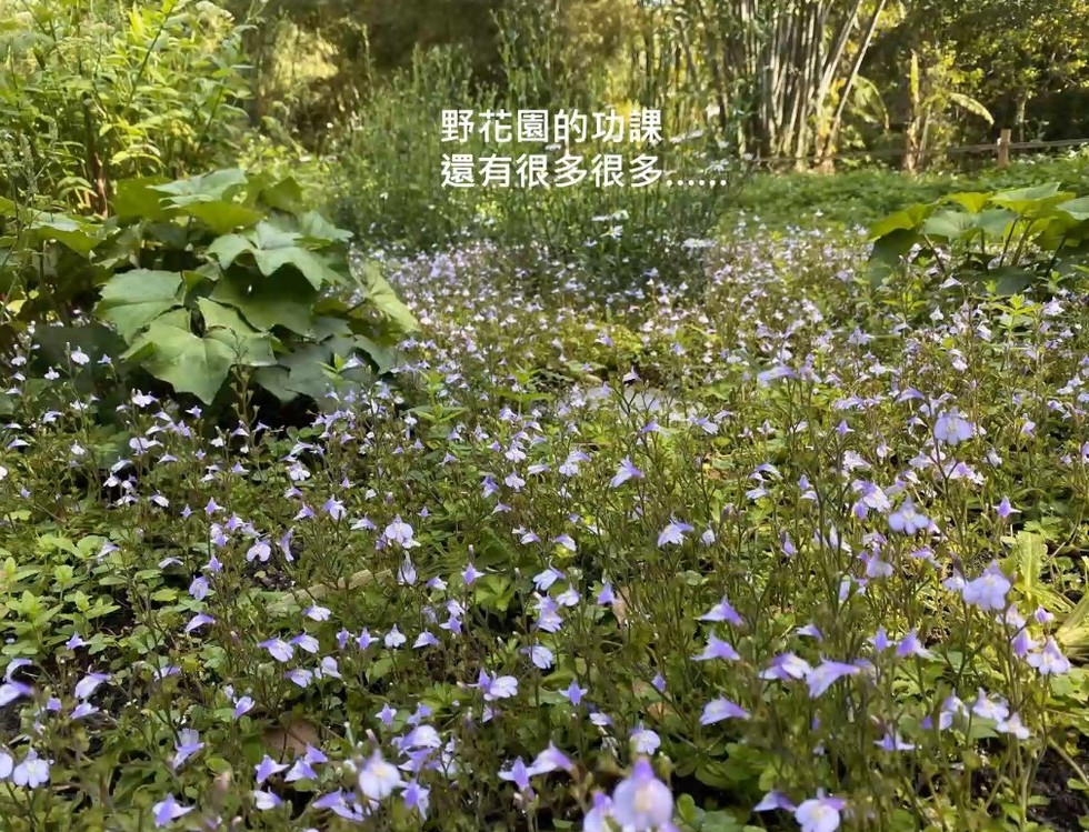 Plant Ark Program 國家植物園方舟計畫 fangzhou-10-22