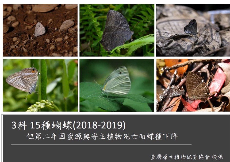 Plant Ark Program 國家植物園方舟計畫 fangzhou-11-15