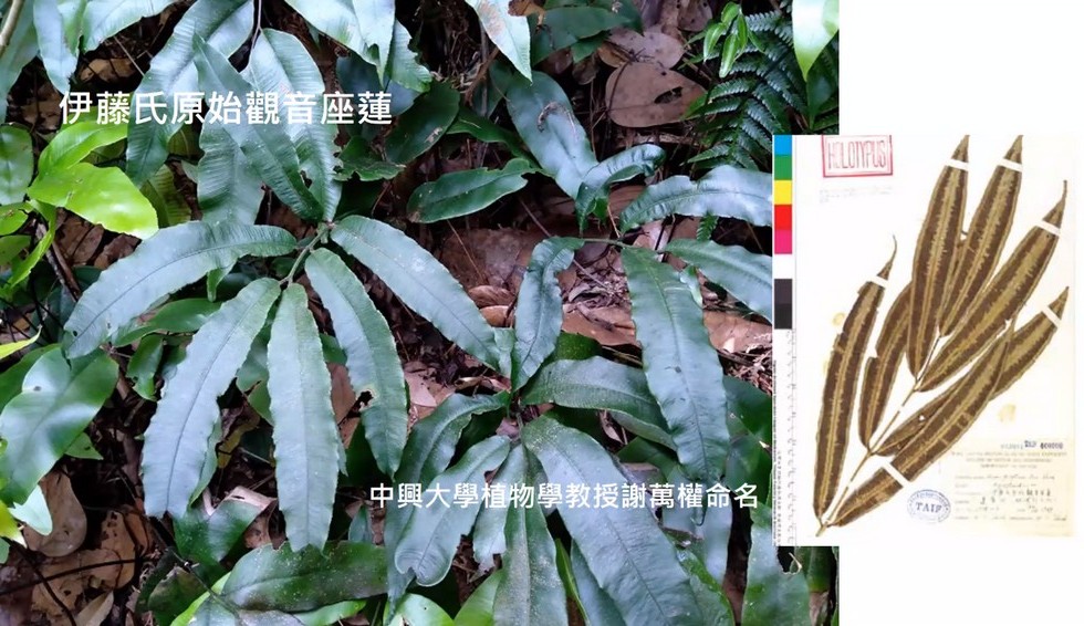 Plant Ark Program 國家植物園方舟計畫 fangzhou-3-11