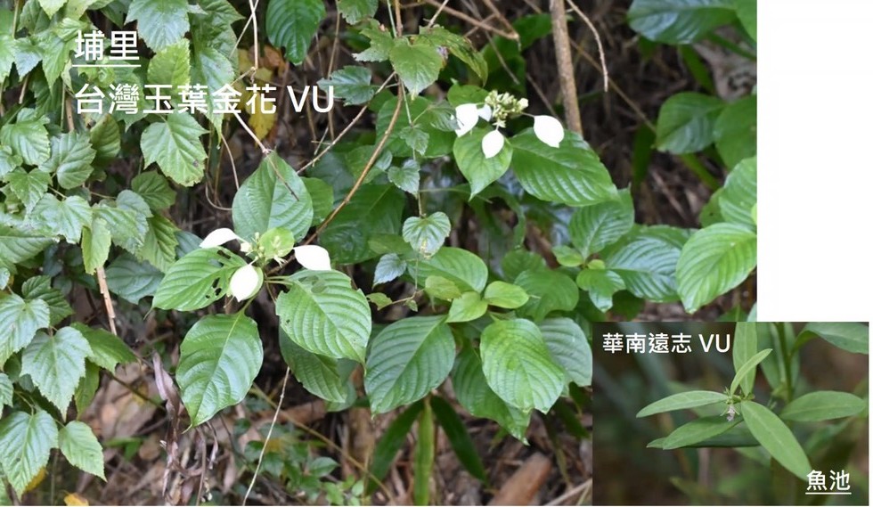 Plant Ark Program 國家植物園方舟計畫 fangzhou-3-13