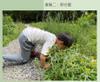Plant Ark Program 國家植物園方舟計畫 fangzhou-10-11