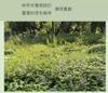 Plant Ark Program 國家植物園方舟計畫 fangzhou-10-13
