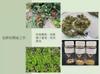 Plant Ark Program 國家植物園方舟計畫 fangzhou-10-14