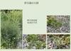 Plant Ark Program 國家植物園方舟計畫 fangzhou-10-20