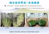 Plant Ark Program 國家植物園方舟計畫 fangzhou-4-12