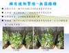Plant Ark Program 國家植物園方舟計畫 fangzhou-4-16