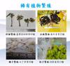 Plant Ark Program 國家植物園方舟計畫 fangzhou-4-8