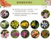 Plant Ark Program 國家植物園方舟計畫 fangzhou14