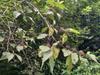 next photo: Formosan beautyberry
