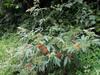 next photo: Formosan elderberry 冇骨消 (mǒu gǔ xiāo) Sambucus chinensis Lindl. var. formosana (Nakai) H.Hara white flowers and orange-red berries
