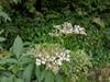 next photo: Formosan elderberry 冇骨消 (mǒu gǔ xiāo) Sambucus chinensis Lindl. var. formosana (Nakai) H.Hara flowers white flowers