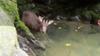 rescued serow recovering in a pool