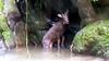 the rescued serow rests in a pool (video)