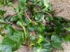 next photo: Red Malabar spinach 紅皇宮菜 (hóng huáng cài) Basella rubra thrives in partial shade