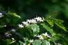 next photo: flowering coffee