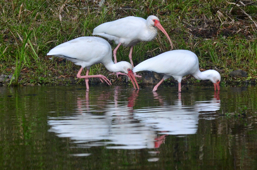 Florida DSC_4324